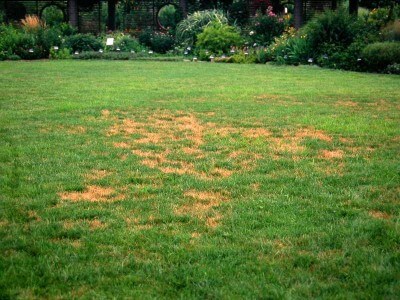Brown patch of Lawn