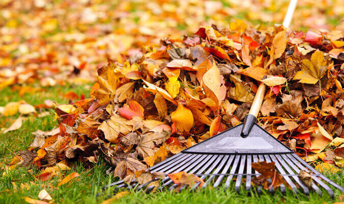 Yard Clean up service in North Denver Metro