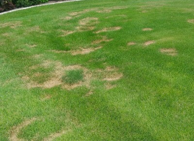 Ring Fungus
